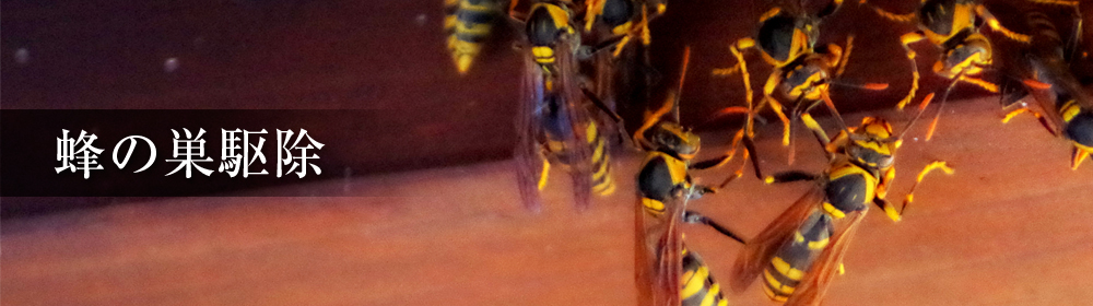 蜂の巣駆除